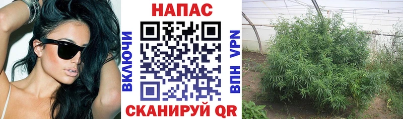 Бошки марихуана индика  Кириллов 